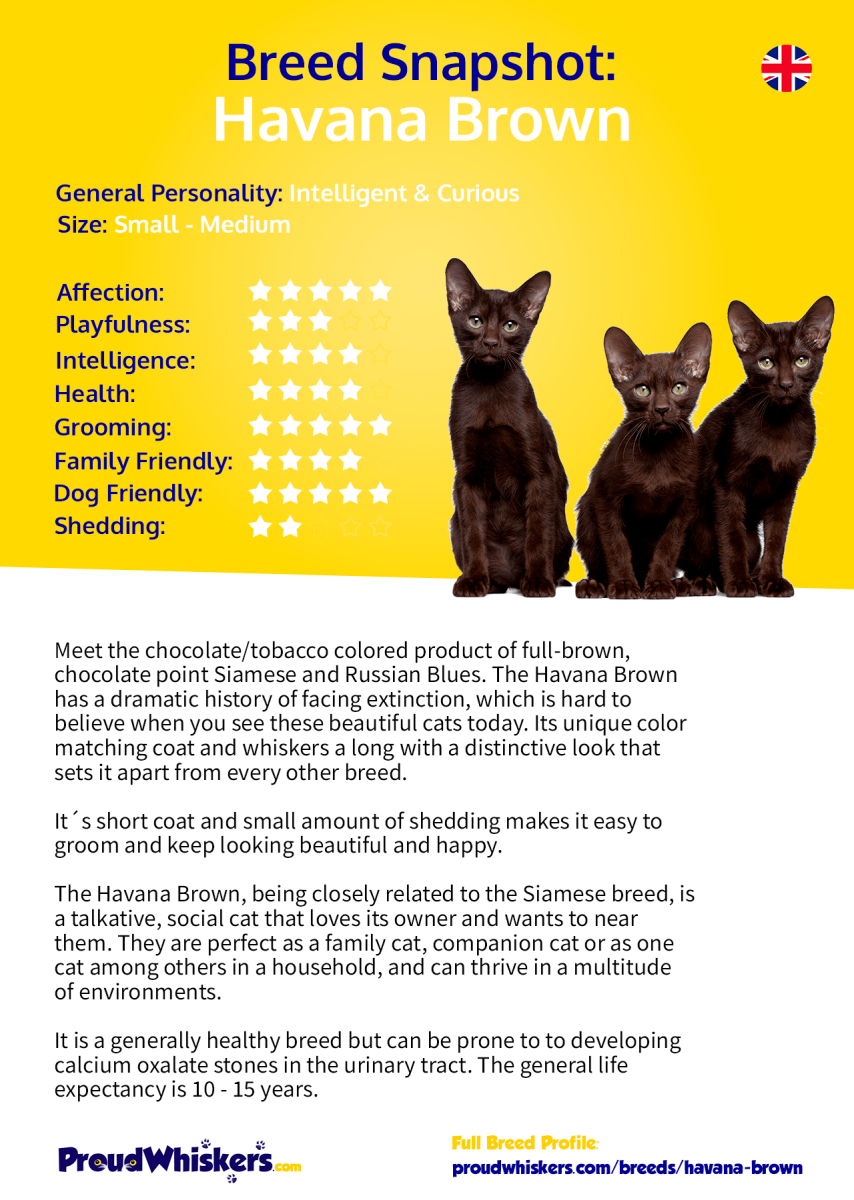 Гавана Браун кошка метисы