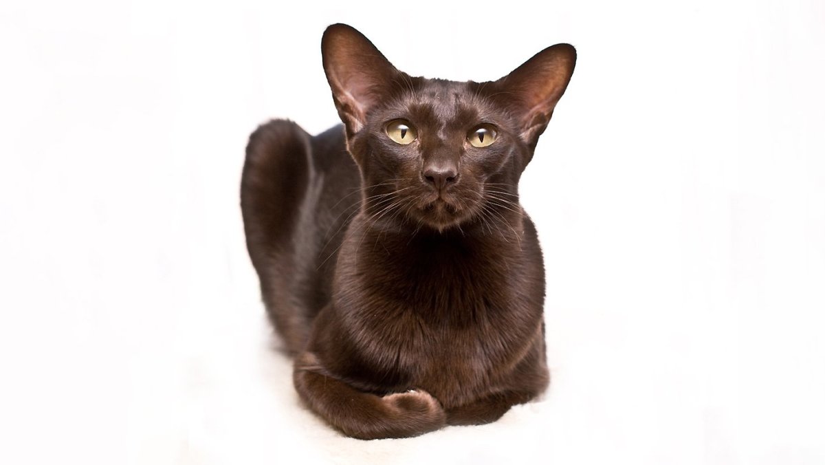 Гавана Браун котята