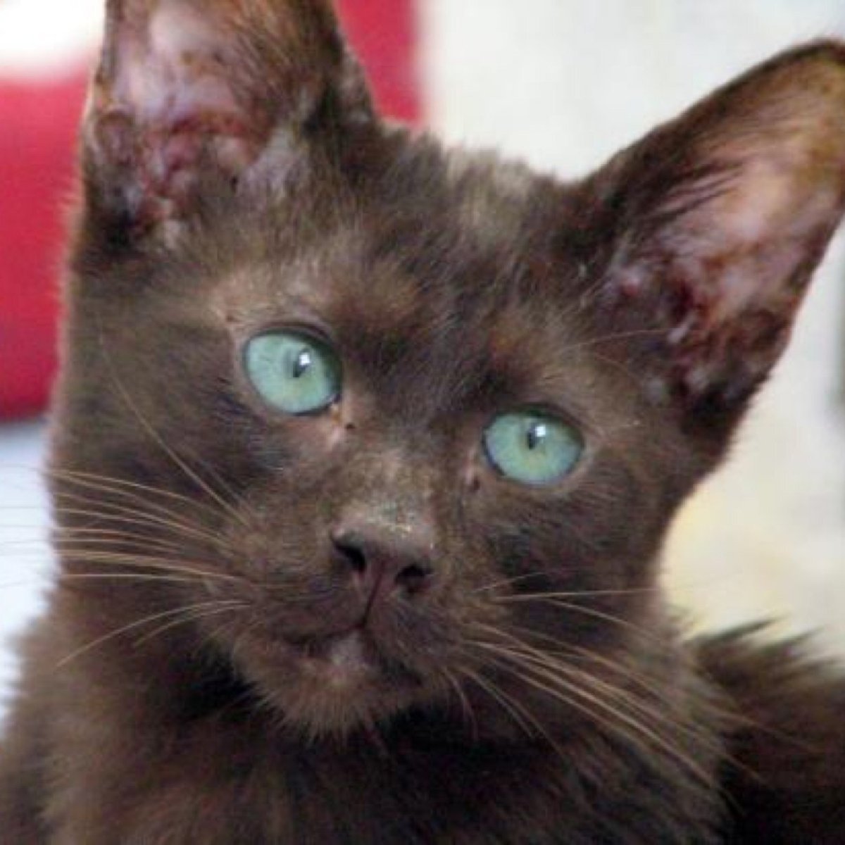 Золотисто-коричневый цвет кошки