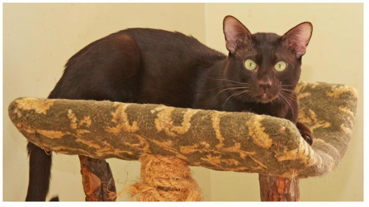 Кот Гавана Браун фото