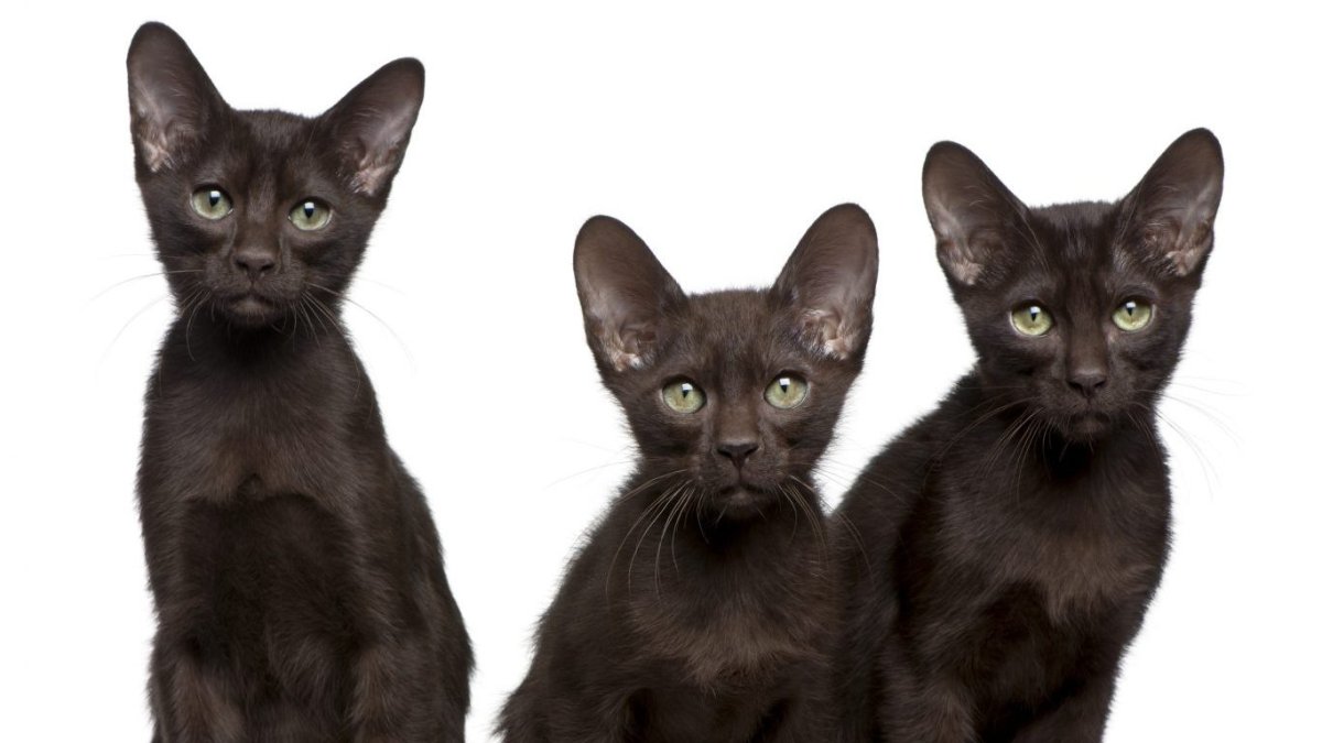 Гавана Браун кошка фото и описание породы