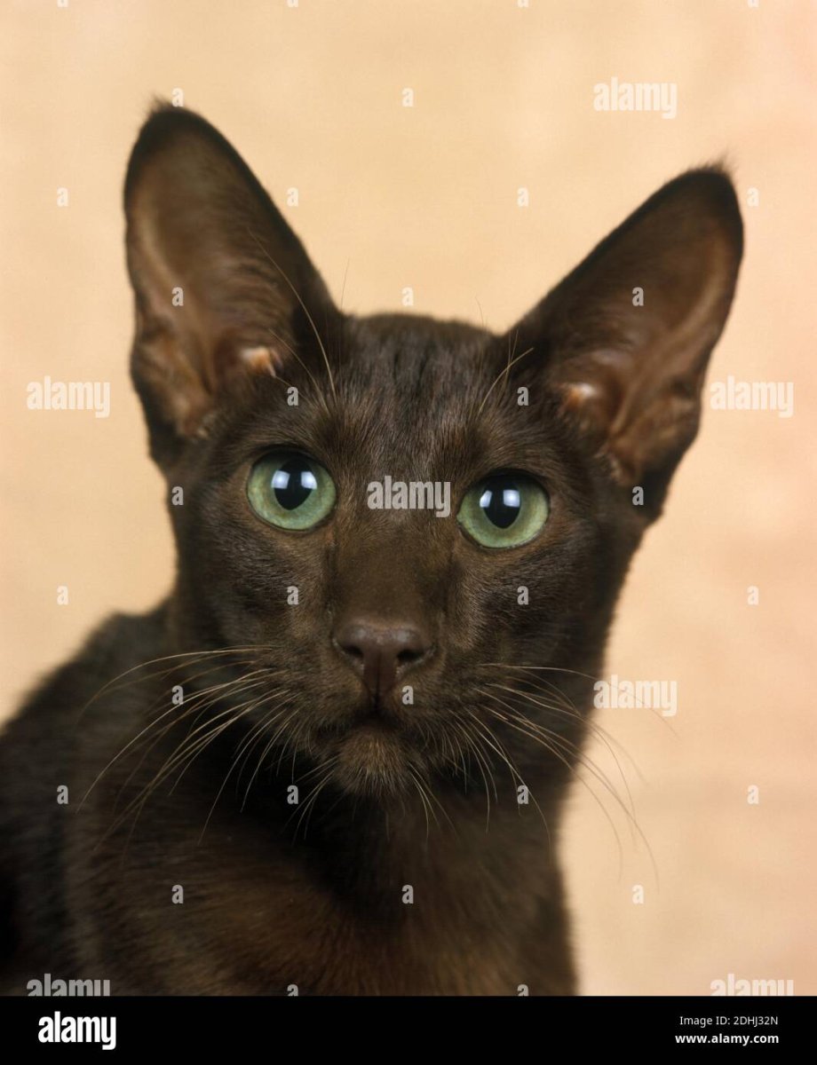 Порода кошек Гавана Браун