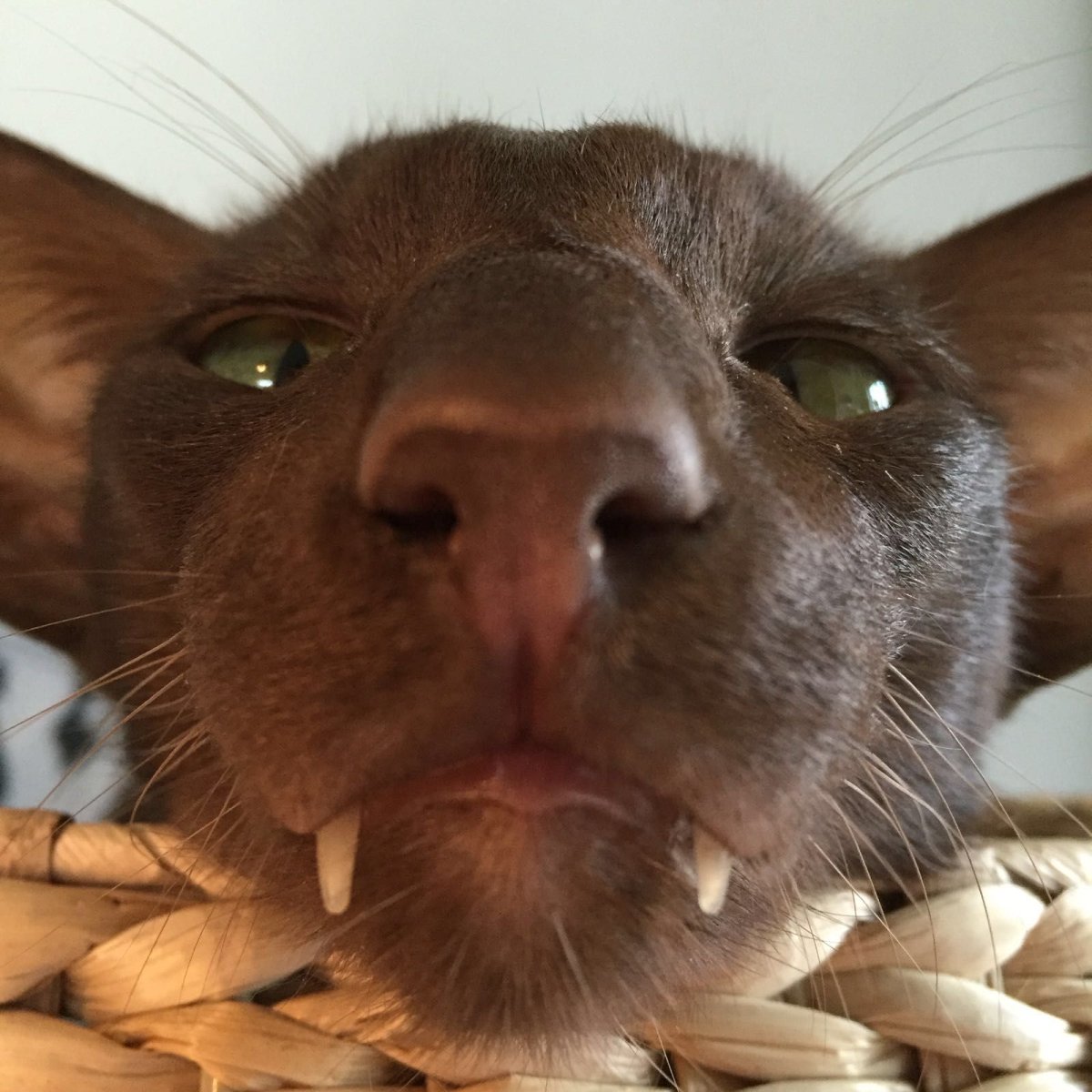 Ориентальная Гавана Браун