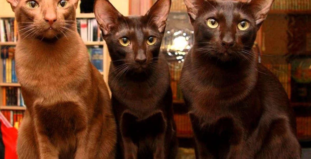 Порода Гавана Браун