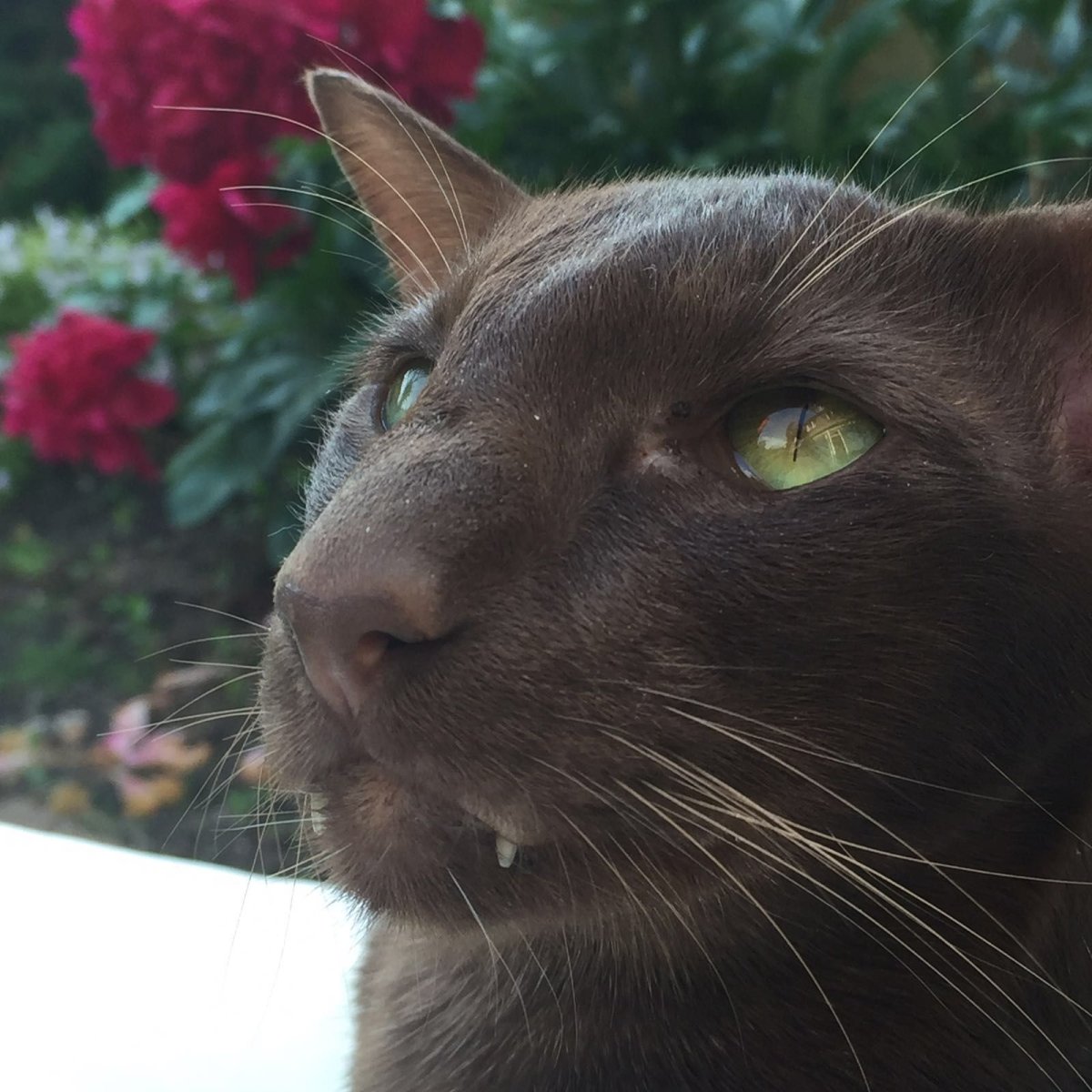 Порода кошек Гавана Браун