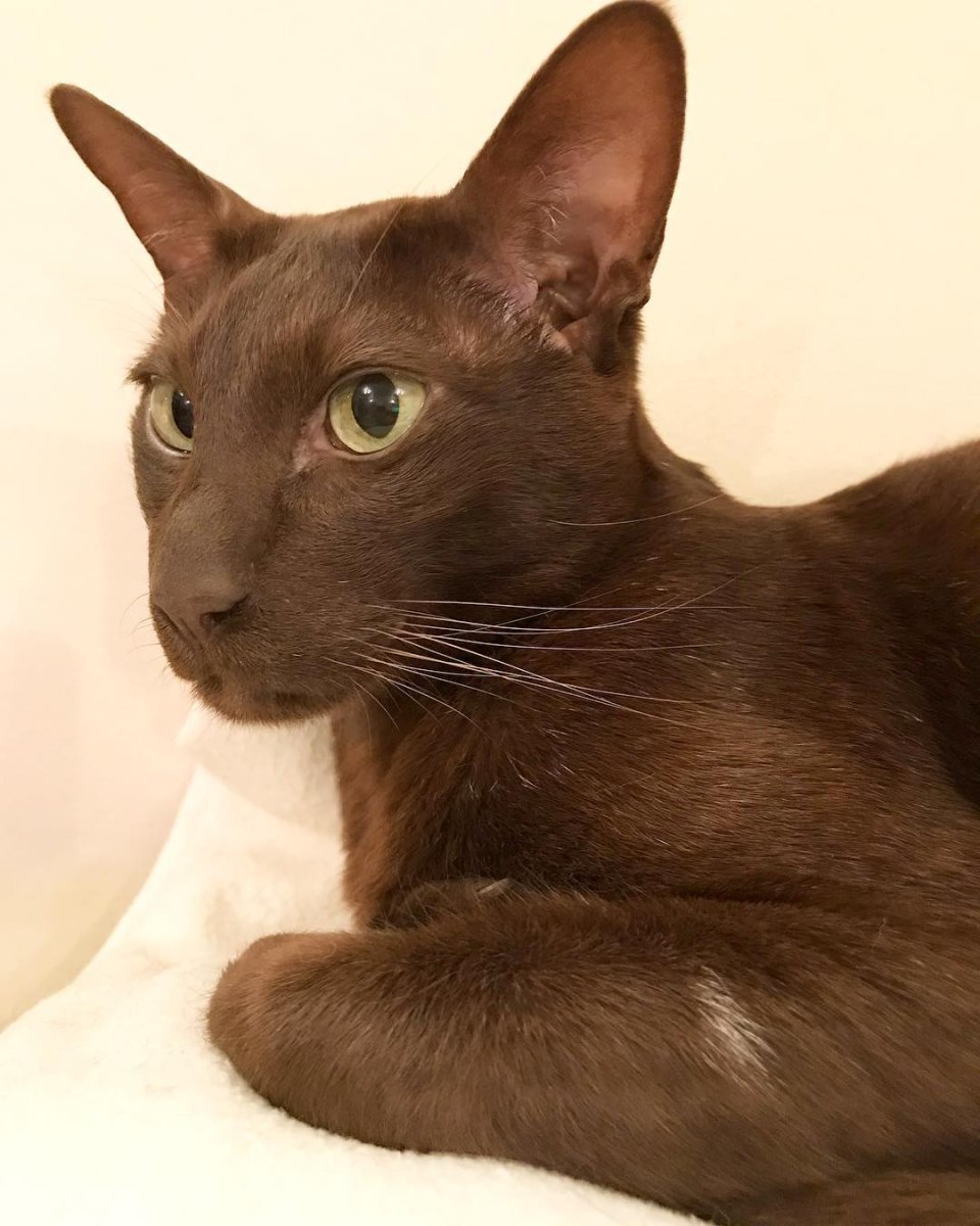 Гавана Браун кошка