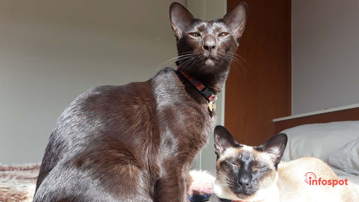 Порода кошек Гавана Браун