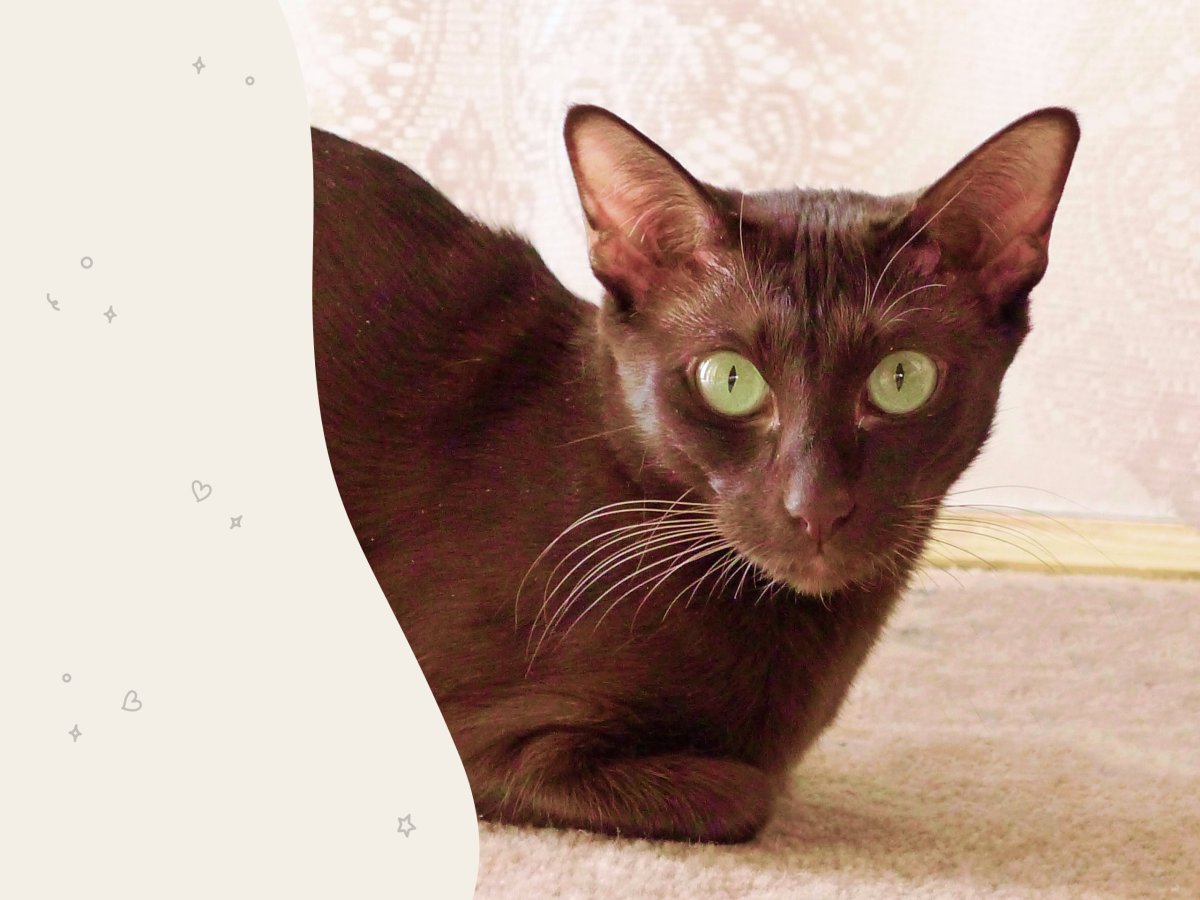 Порода смешанная с бомбейном и Гаваной Браун