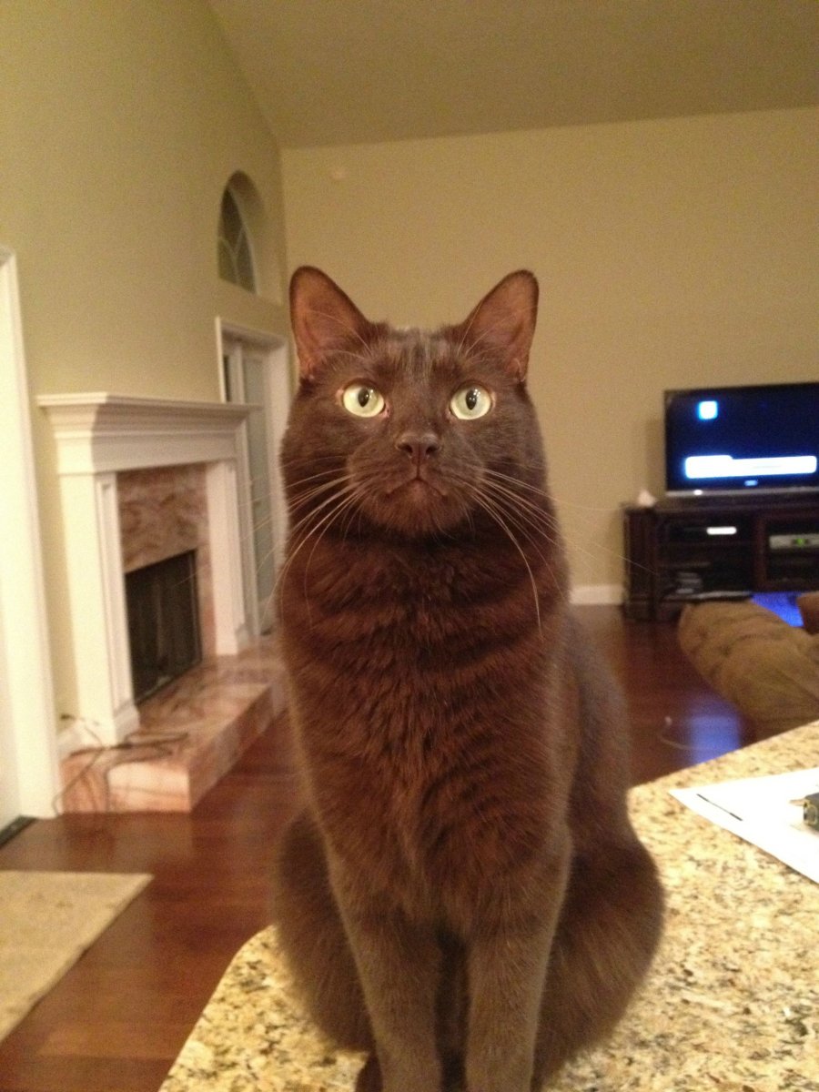 Кошка Гавана черная