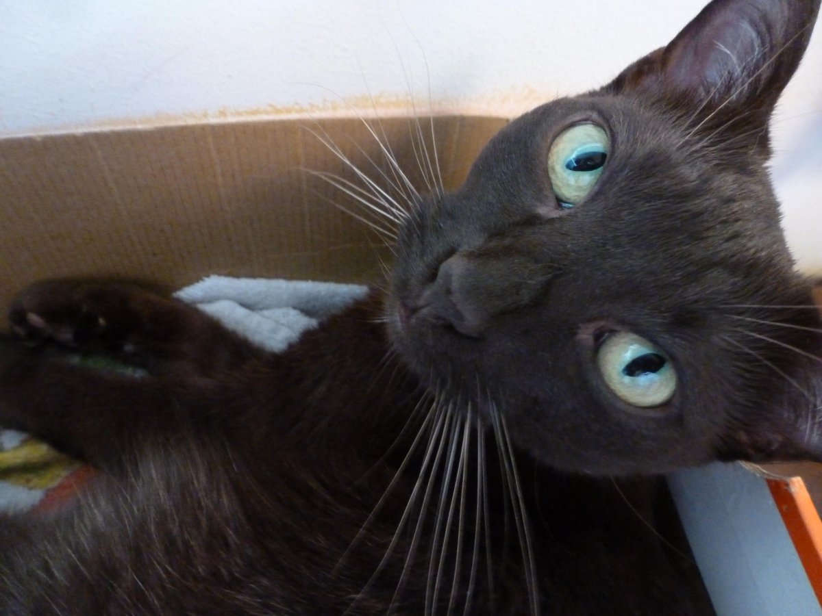 Гавана кошка