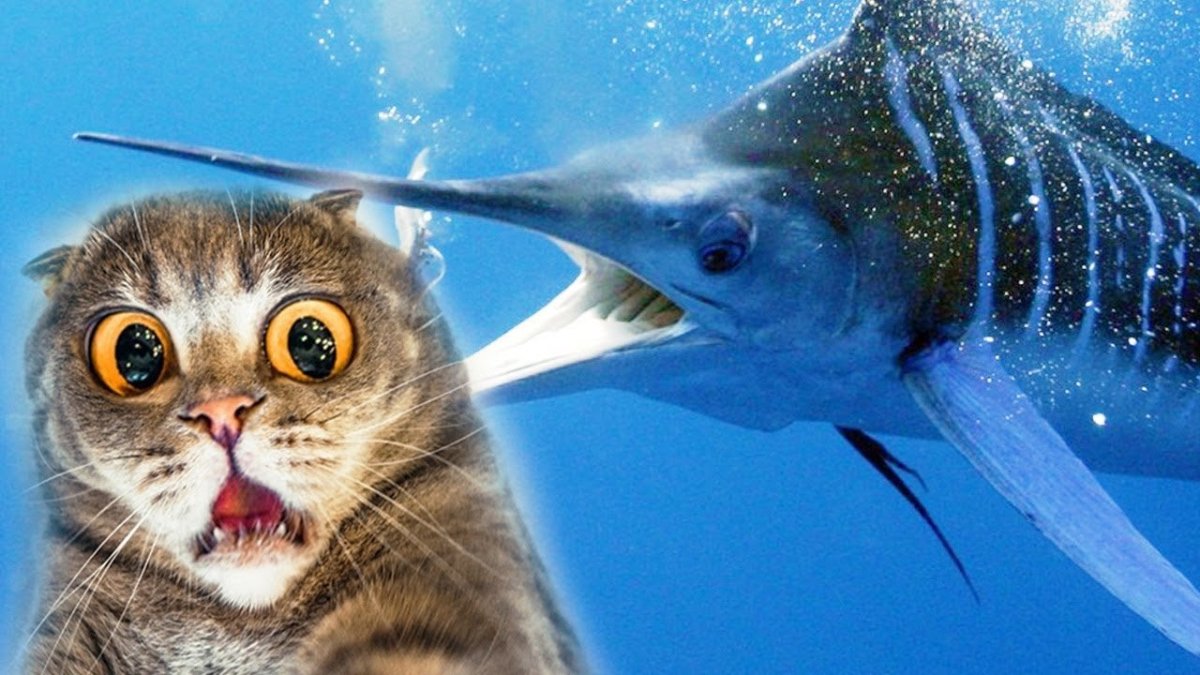 Котики фэнтези