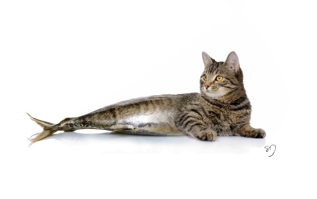 Кот с рыбой