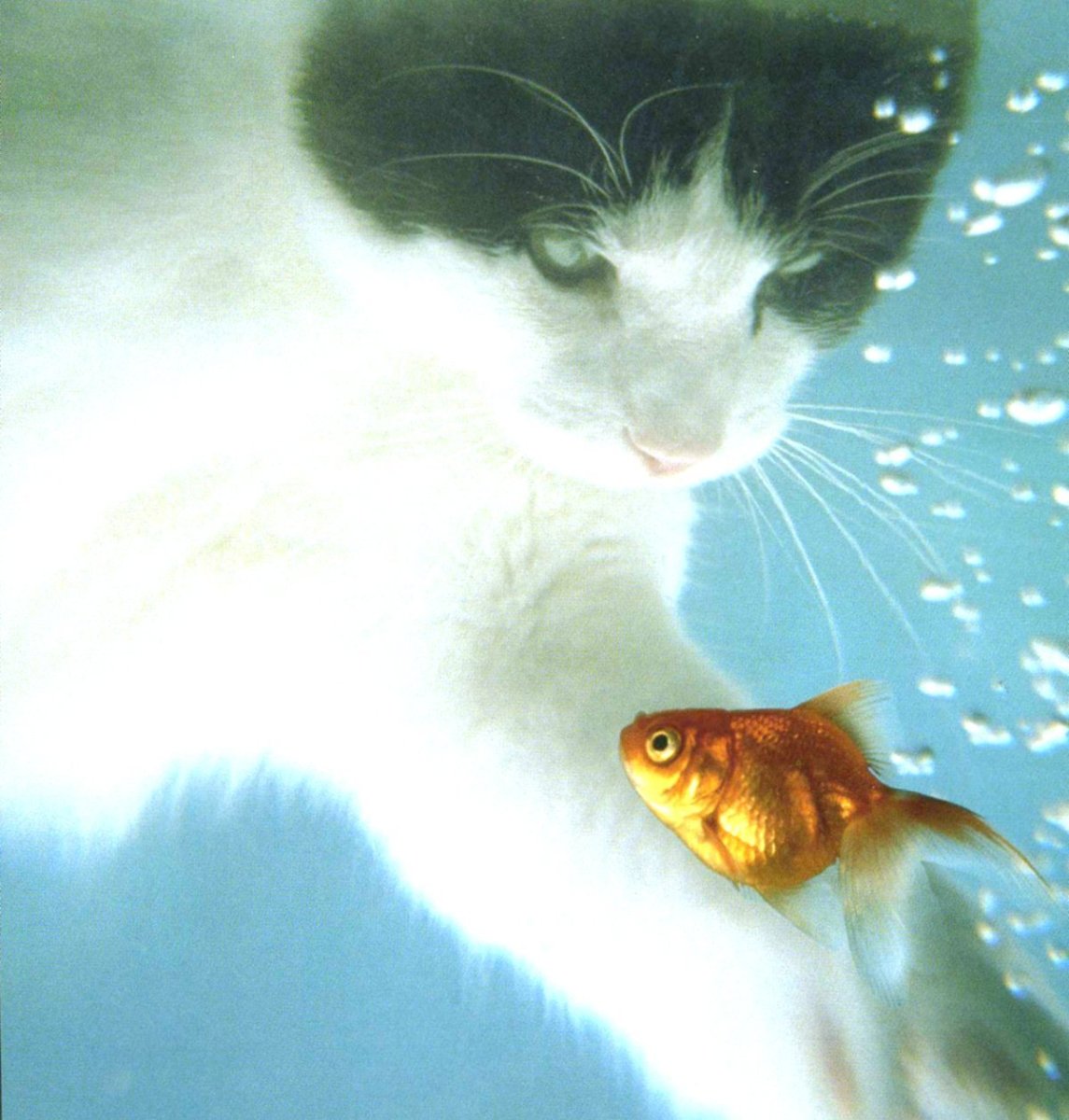 Водные обитатели