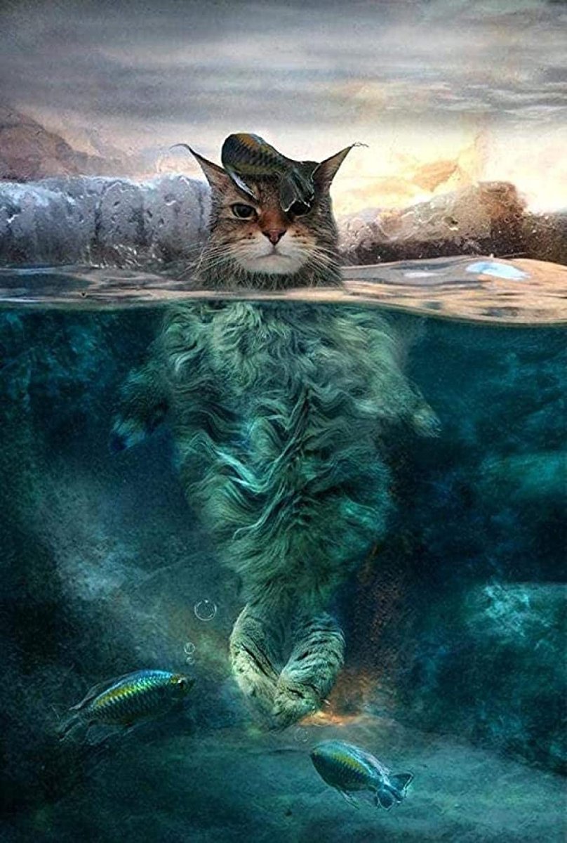 Касатка прикол