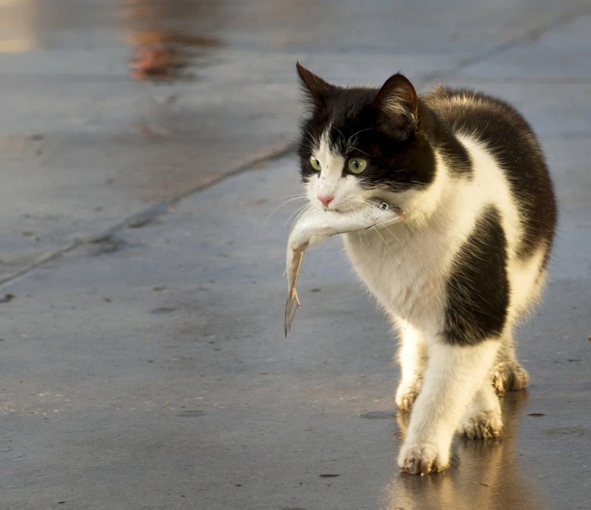 Водяной тигр