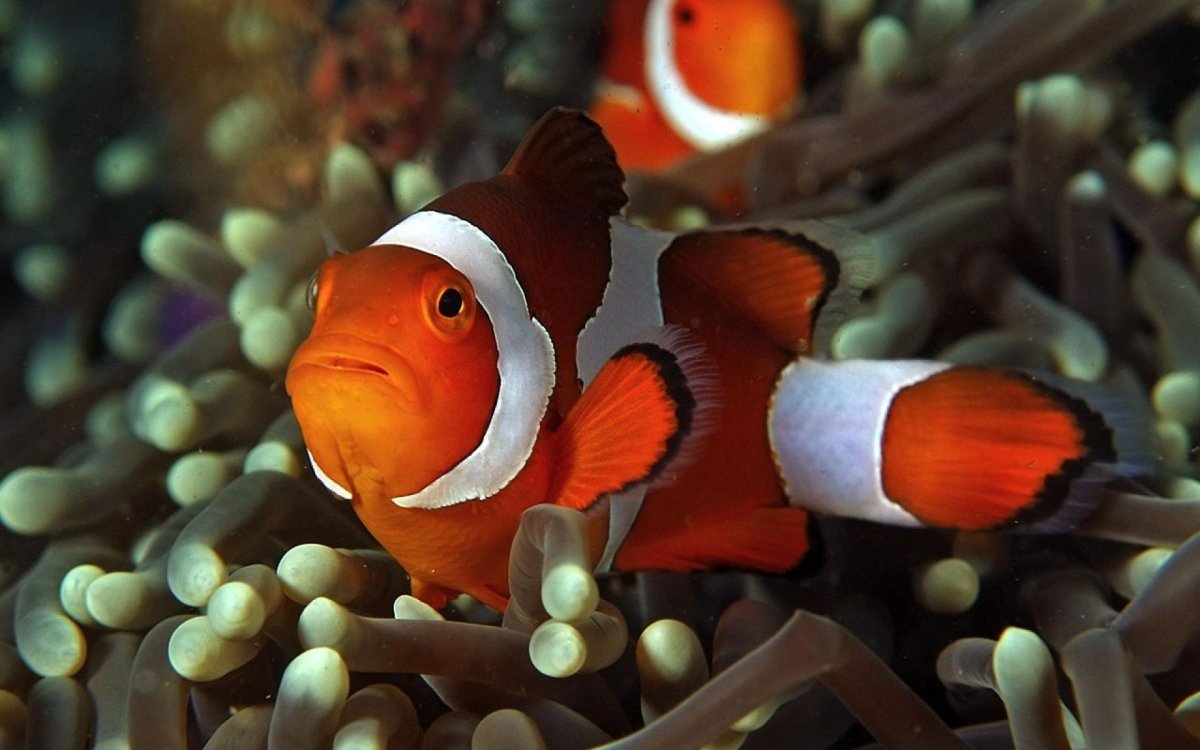 Большой Барьерный риф рыбки