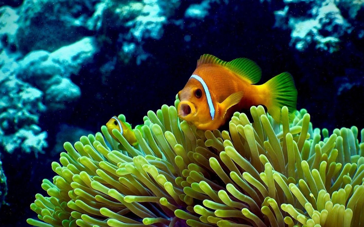 Красивые рыбки под водой