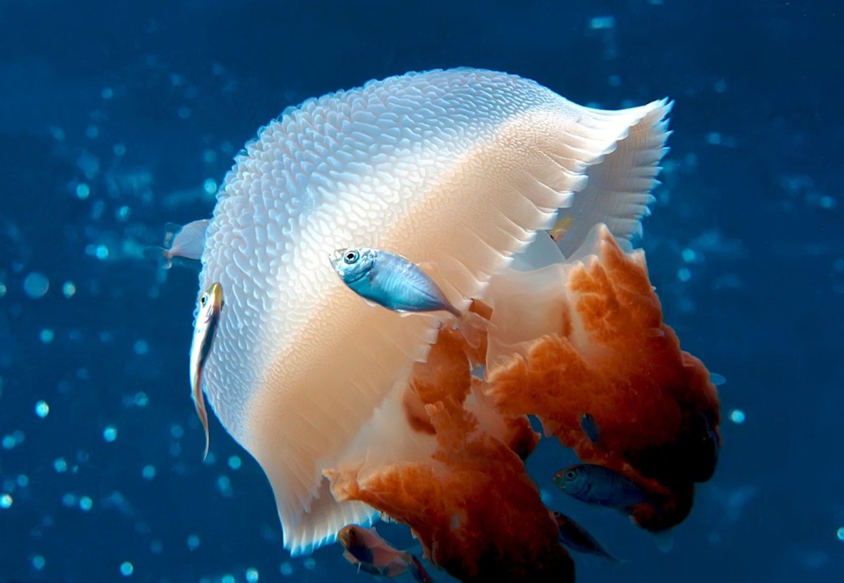 Мавританский клоун рыбка