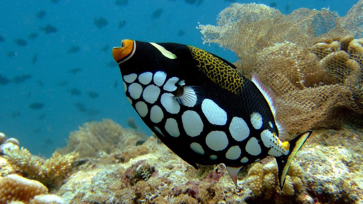 Биколор коралловая рыбка