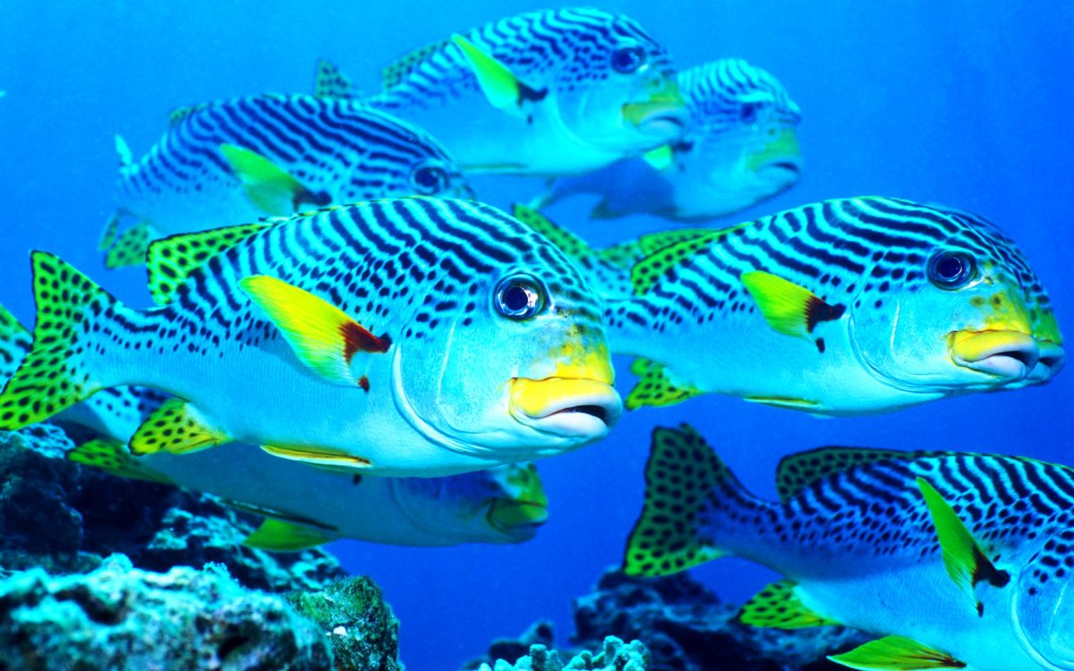 Подводный мир для дошкольников