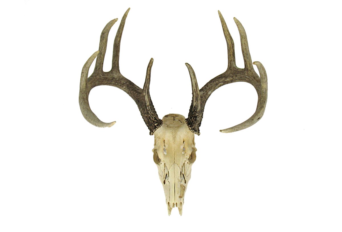 Морда оленя