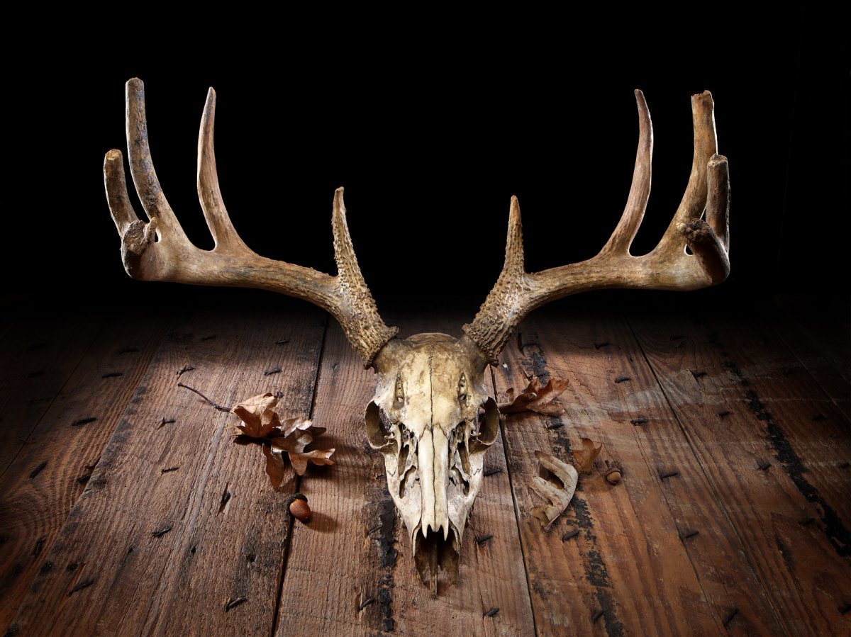Череп оленя с рогами