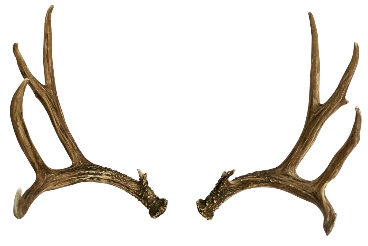 Рога косули на стену