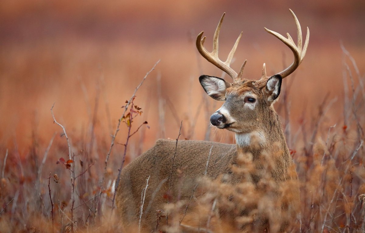Олени в Тульской области