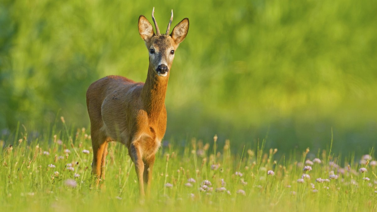 Трофей из Рогов косули