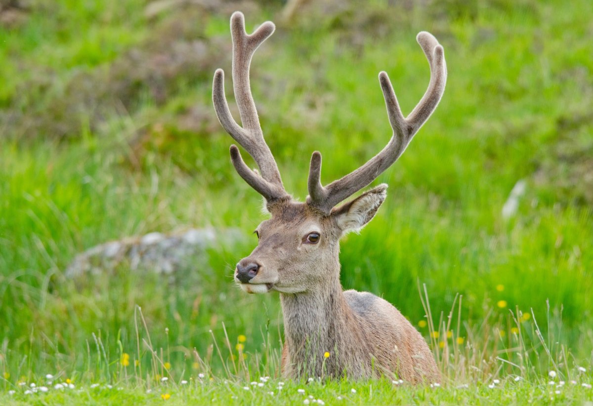 Рогатый олень