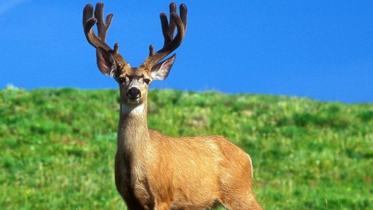 Олень Марал