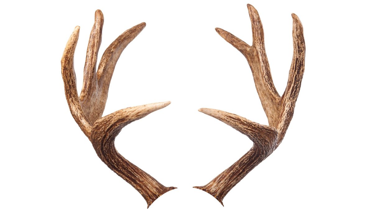 Охотничьи трофеи ролап