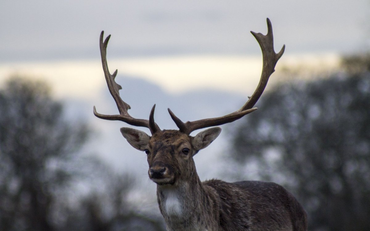 Е Лань фарм