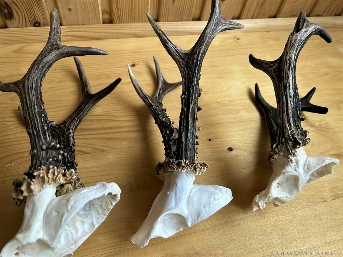 Череп оленя