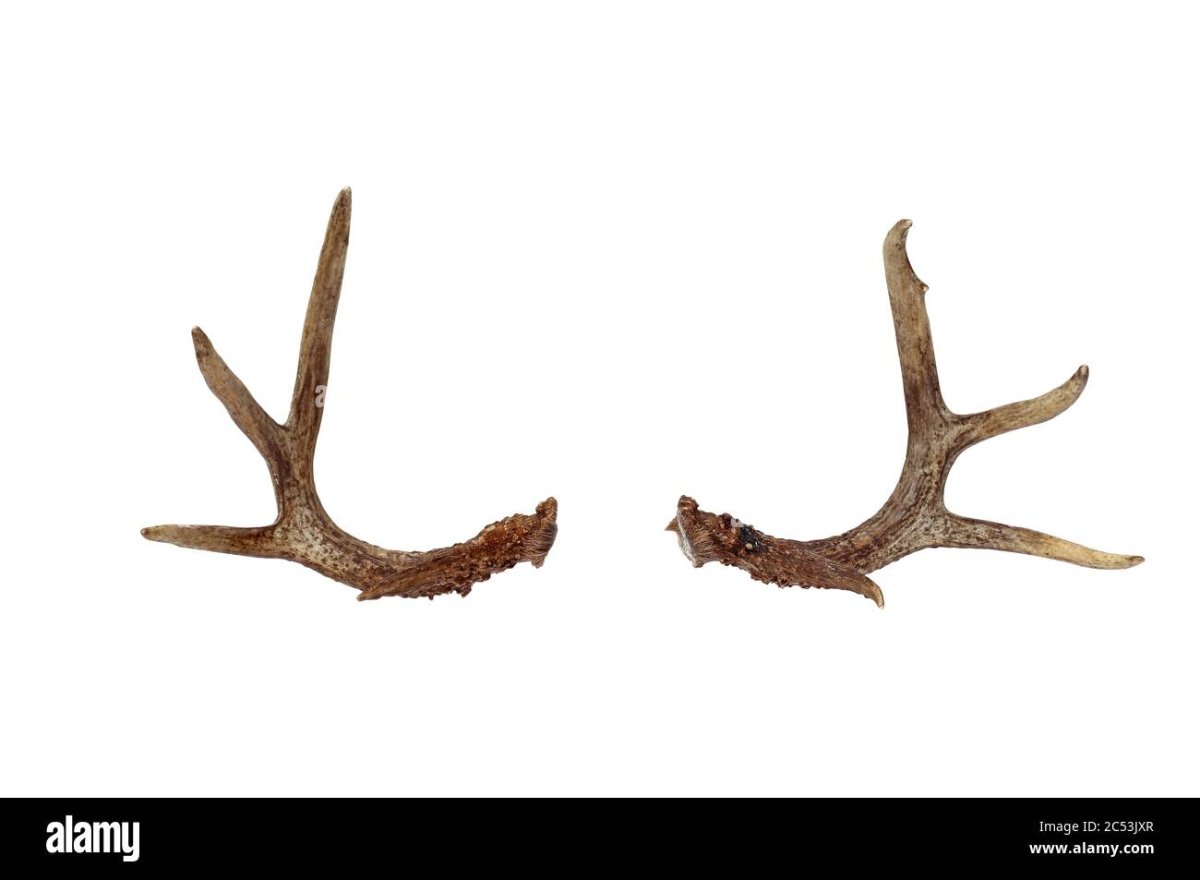 Оленьи рога / Antlers