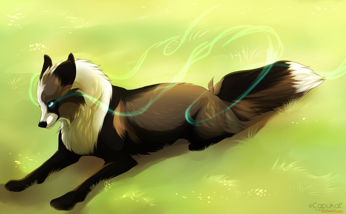 Волк на закате