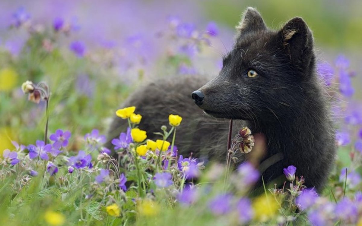 Природа и животные