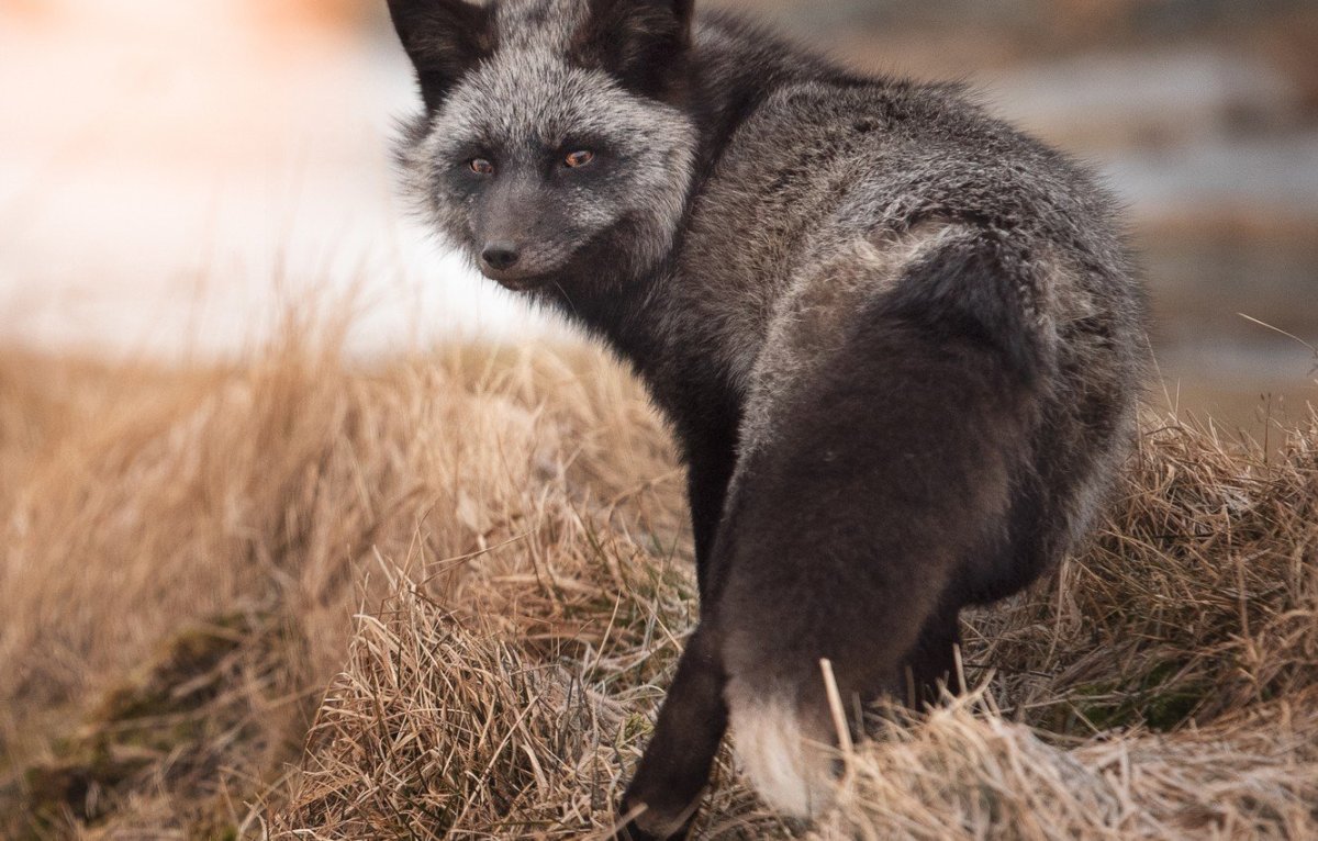 Бегущий волк аниме