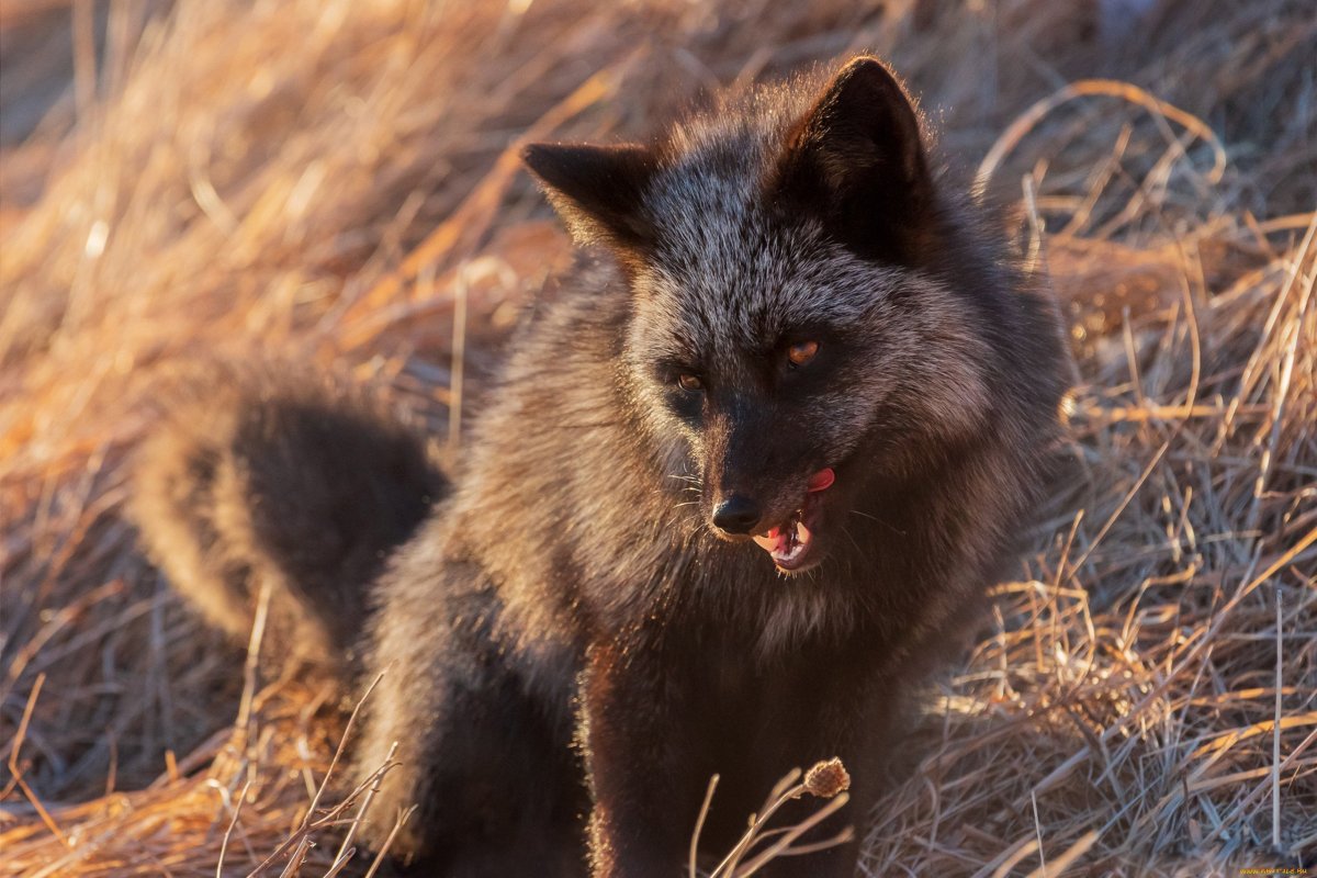 Волк на рабочий стол