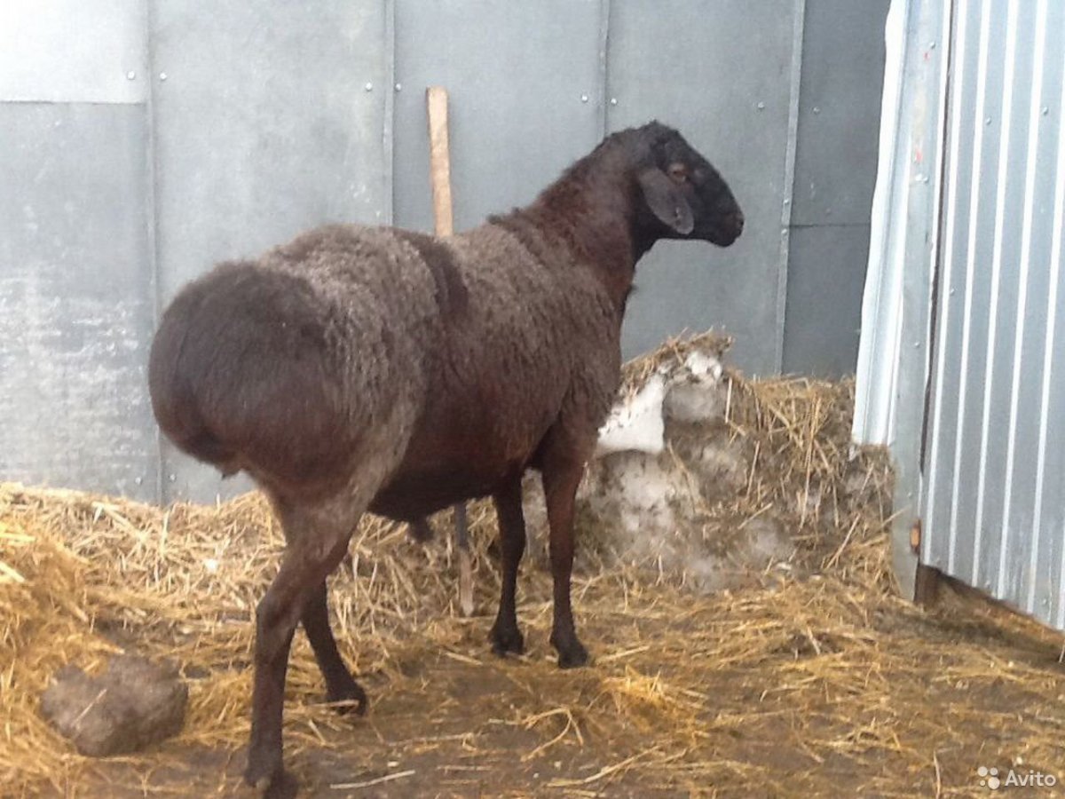 Курдючные баран курдючный