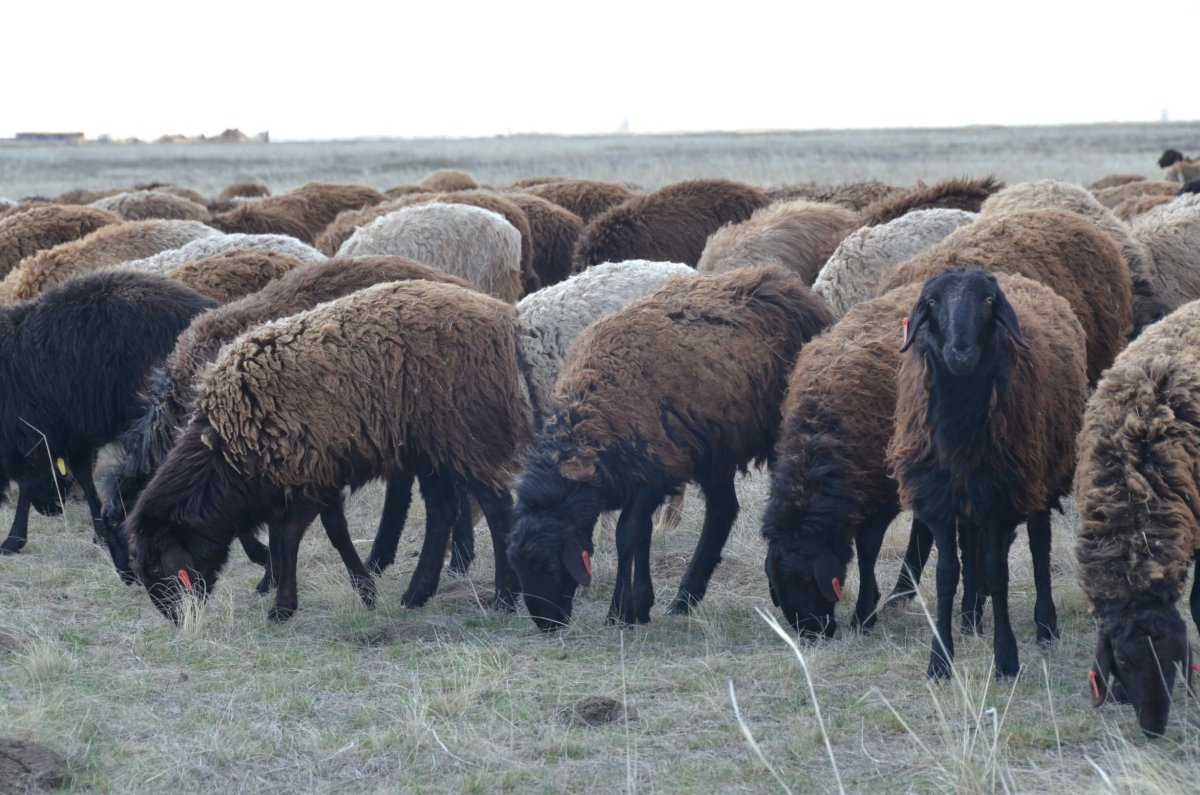 Курдючный баран Эдельбай