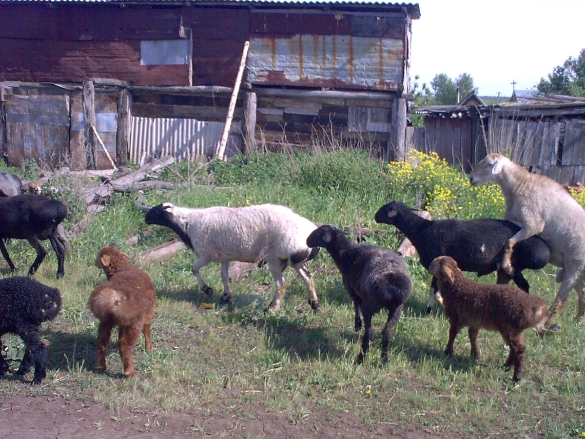 Породы Баранов курдючные