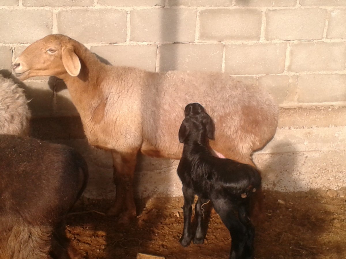 Породы Баранов курдючные