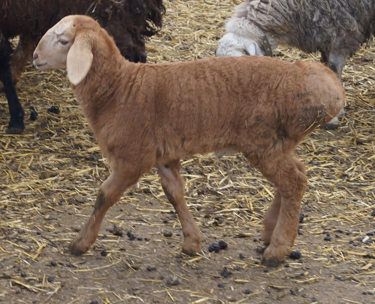 Курдючные породы овец