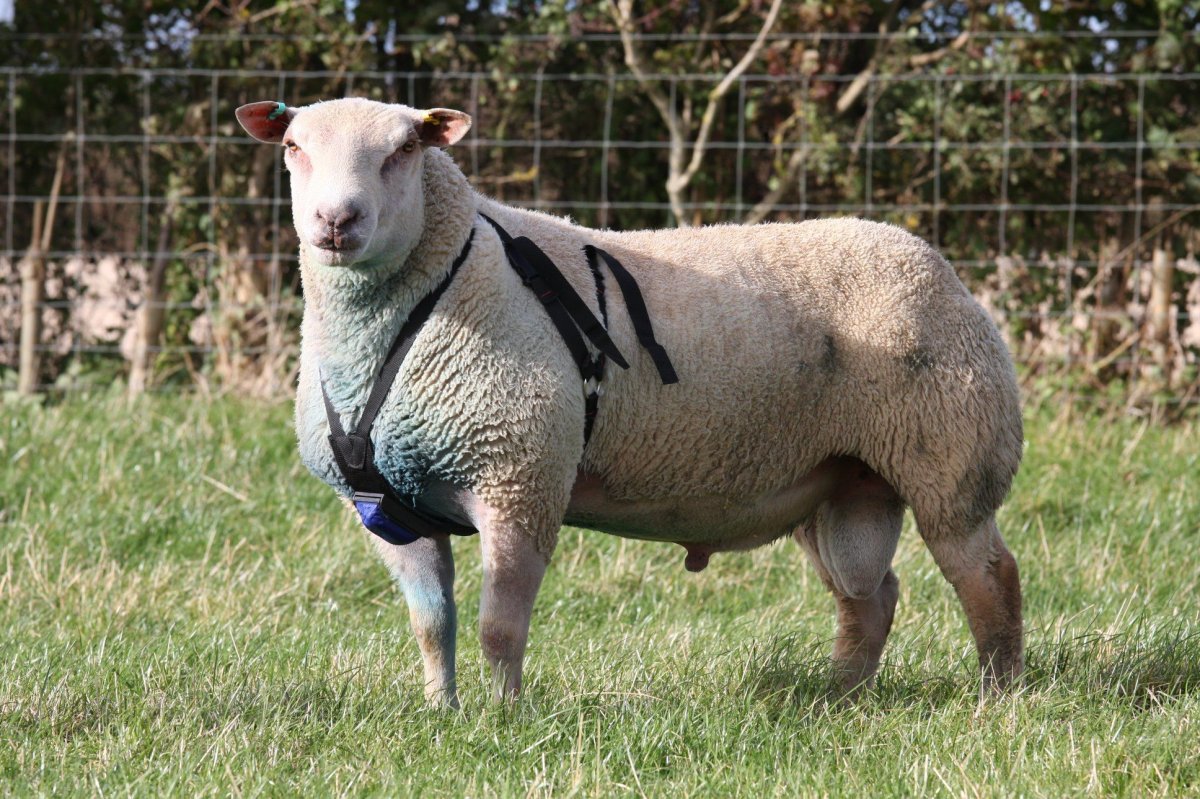 Шароле порода овец