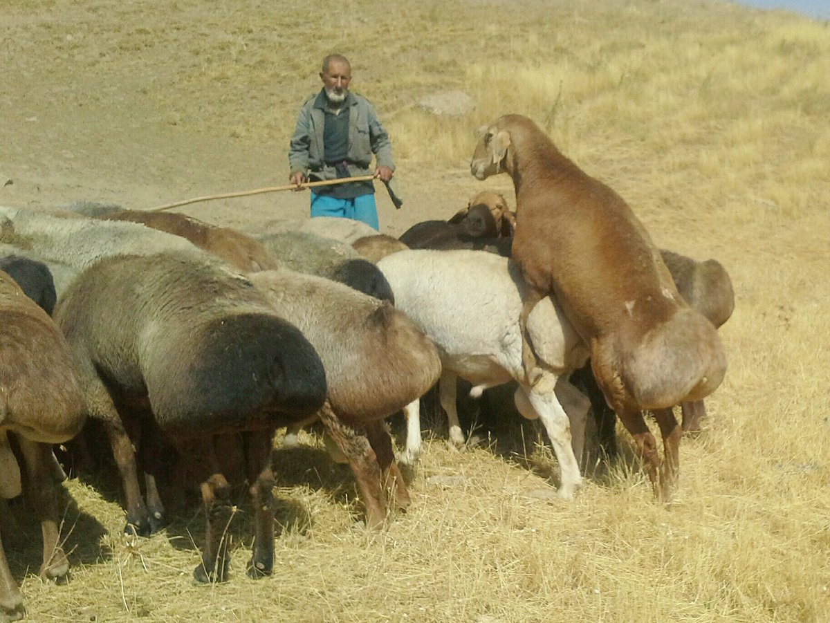 Спаривание гиссарских Баранов