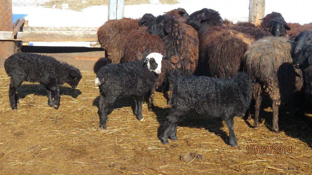 Канадские овцы курдючные