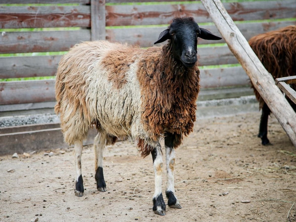 Курдюк овцы