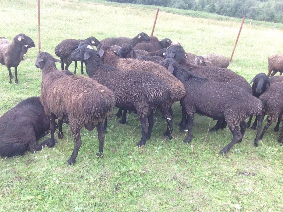 Породы Баранов курдючные