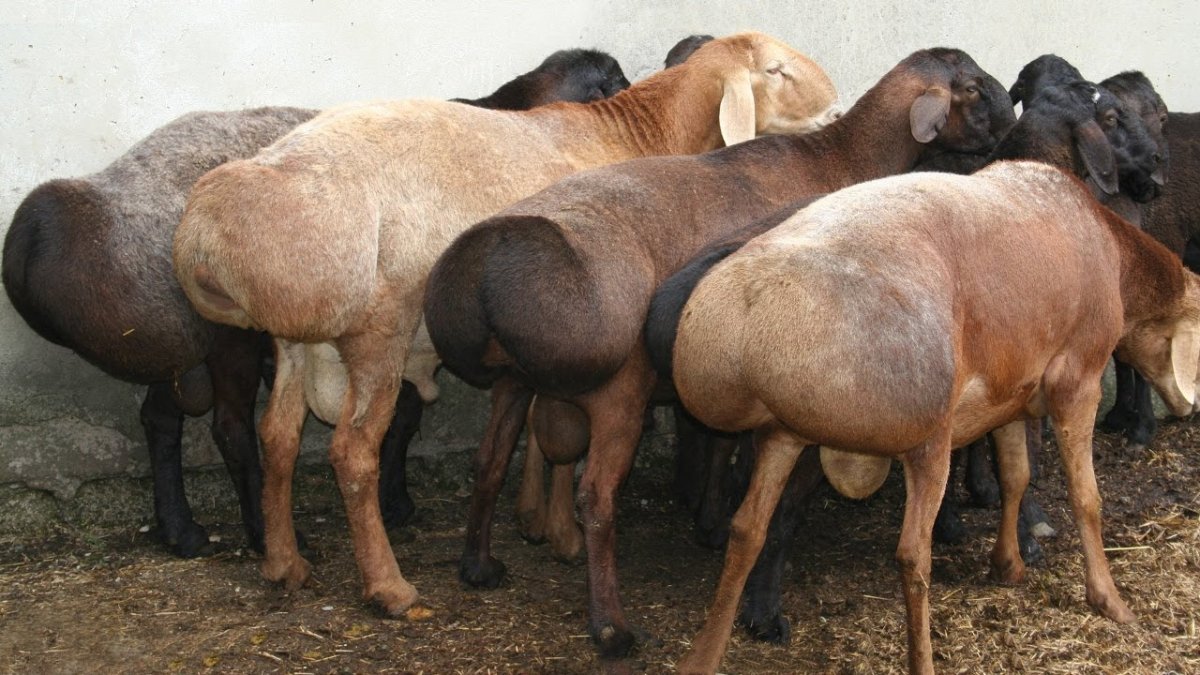 Гиссарский баран курдюк